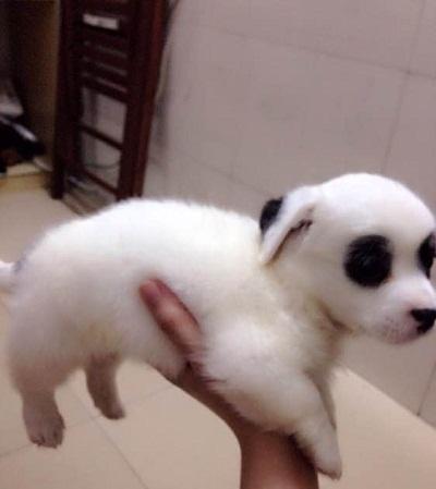 我想看一下小熊犬:想领养一个三岁的公狗比熊，请问它还会跟我熟悉起来吗？