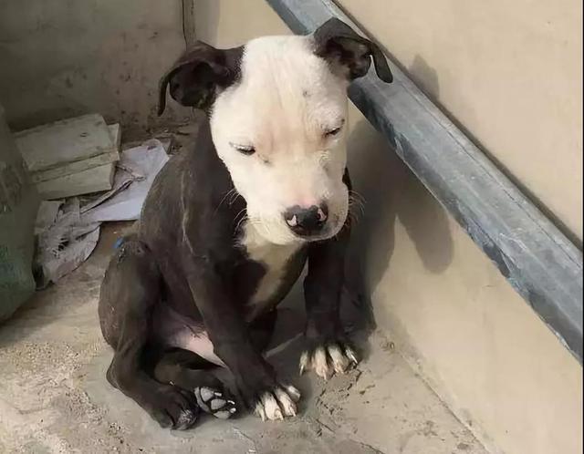 我想看一下小熊犬:想领养一个三岁的公狗比熊，请问它还会跟我熟悉起来吗？