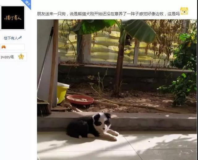 犬俊介君是什么品种:拉布拉多犬到底有几个品种？怎么分？