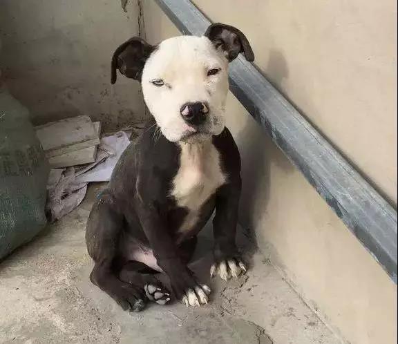 我想看一下小熊犬:想领养一个三岁的公狗比熊，请问它还会跟我熟悉起来吗？