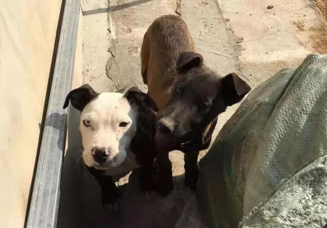 我想看一下小熊犬:想领养一个三岁的公狗比熊，请问它还会跟我熟悉起来吗？