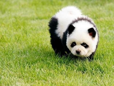我想看一下小熊犬:想领养一个三岁的公狗比熊，请问它还会跟我熟悉起来吗？