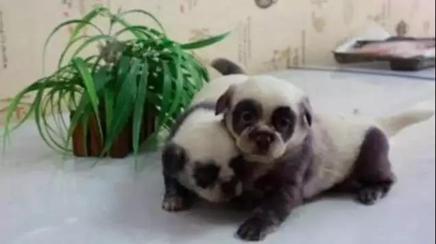 我想看一下小熊犬:想领养一个三岁的公狗比熊，请问它还会跟我熟悉起来吗？