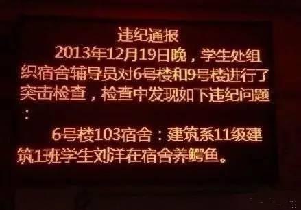 宠物蛇种类图片大全:你的室友养过什么让你大开眼界的宠物？ 宠物的种类及图片大全