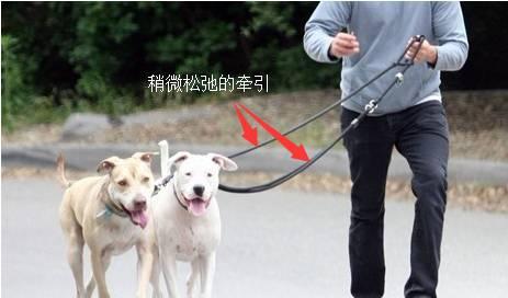 狗狗向前冲:为什么带狗狗去遛弯，狗狗就会回头看下主人呢？
