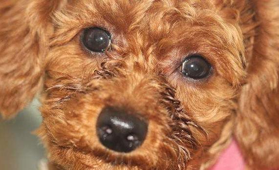 贵宾犬训练:如何训练泰迪犬乖乖吃饭？