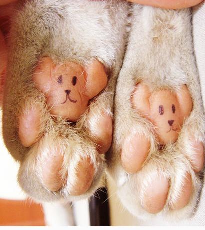 头条问答 - 为什么狗狗的脚掌是粉色的?(2个回答)