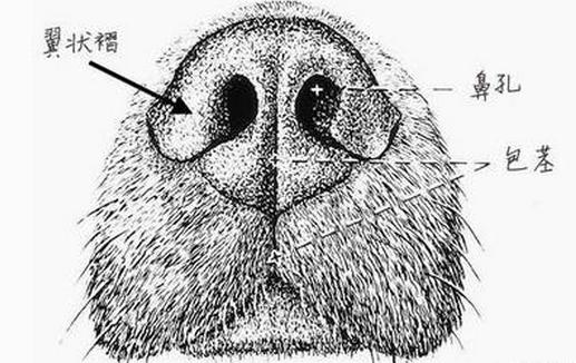 可卡幼犬变色过程:可卡幼犬的鉴定方法 狗狗鼻子褪色，有什么办法吗？