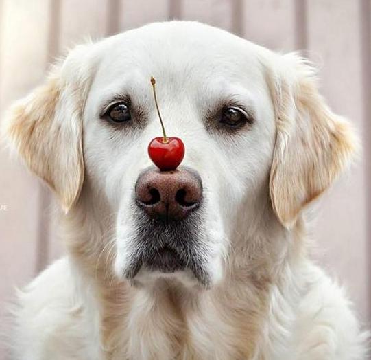 可卡幼犬变色过程:可卡幼犬的鉴定方法 狗狗鼻子褪色，有什么办法吗？