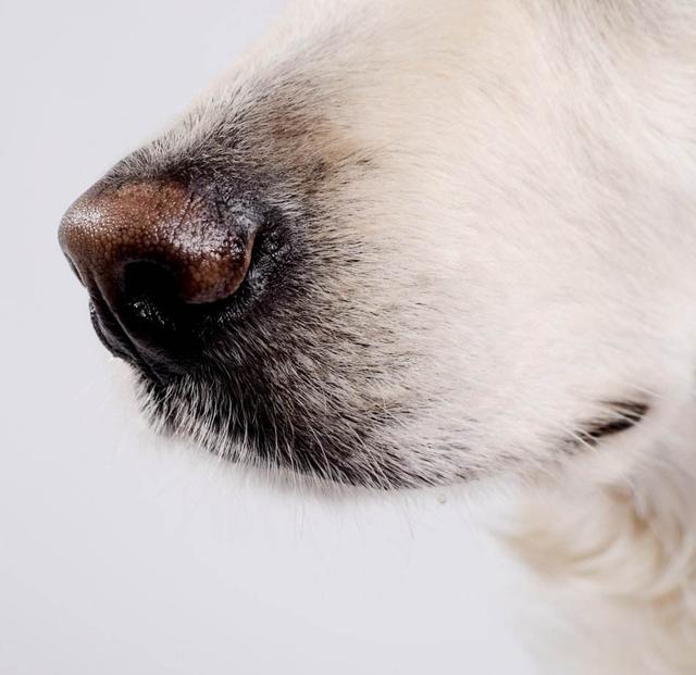 可卡幼犬变色过程:可卡幼犬的鉴定方法 狗狗鼻子褪色，有什么办法吗？