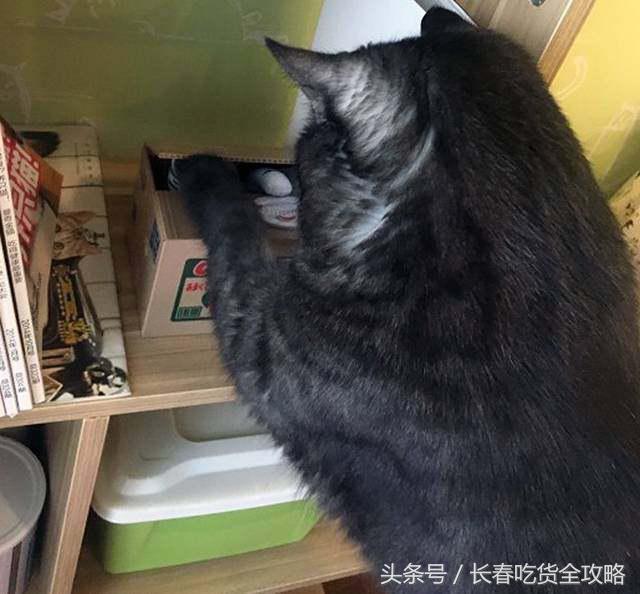 狗狗咖啡厅:狗狗咖啡厅创业计划书 为什么整个意大利都没有星巴克咖啡店？