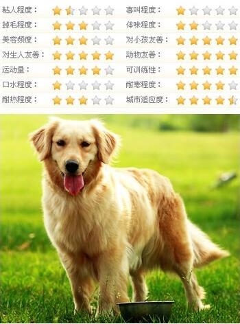 如何挑选金毛？