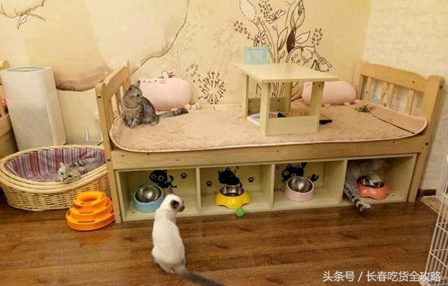 狗狗咖啡厅:狗狗咖啡厅创业计划书 为什么整个意大利都没有星巴克咖啡店？