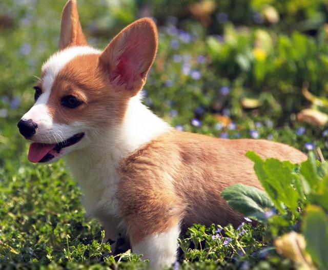 世界名犬价格:有什么常见的宠物犬的价格是比较昂贵的吗？