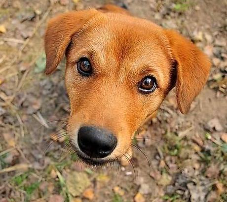 世界名犬价格:有什么常见的宠物犬的价格是比较昂贵的吗？
