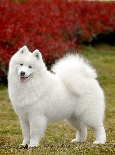世界名犬价格:有什么常见的宠物犬的价格是比较昂贵的吗？