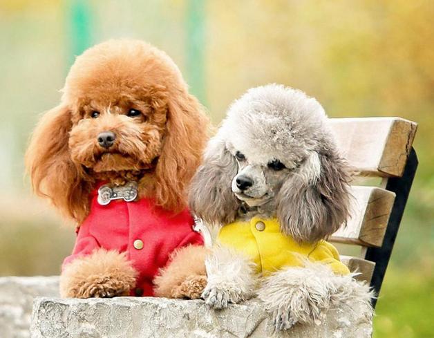 世界名犬价格:有什么常见的宠物犬的价格是比较昂贵的吗？