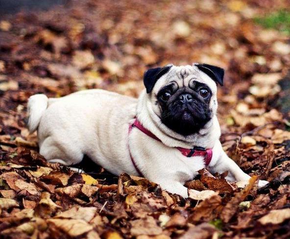 世界名犬价格:有什么常见的宠物犬的价格是比较昂贵的吗？