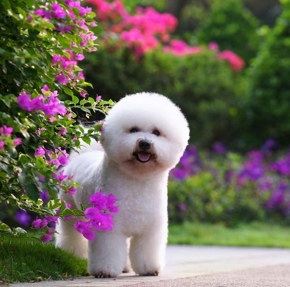 世界名犬价格:有什么常见的宠物犬的价格是比较昂贵的吗？