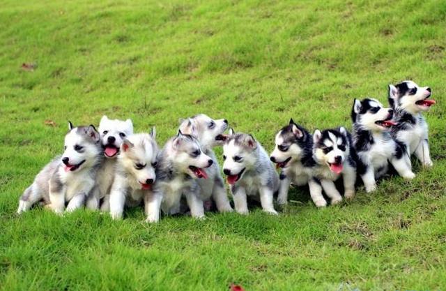 世界名犬价格:有什么常见的宠物犬的价格是比较昂贵的吗？