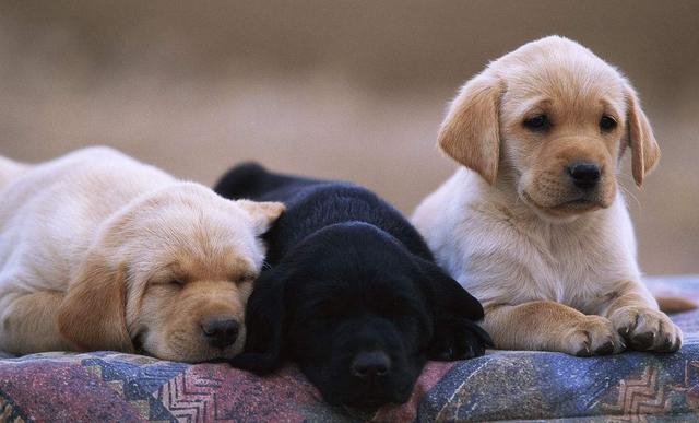 世界名犬价格:有什么常见的宠物犬的价格是比较昂贵的吗？