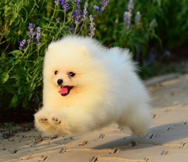 世界名犬价格:有什么常见的宠物犬的价格是比较昂贵的吗？