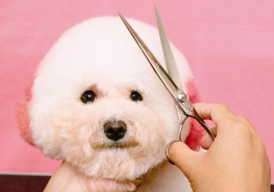 卷毛比熊犬饲养方法:比熊犬怎么饲养和护理呢？