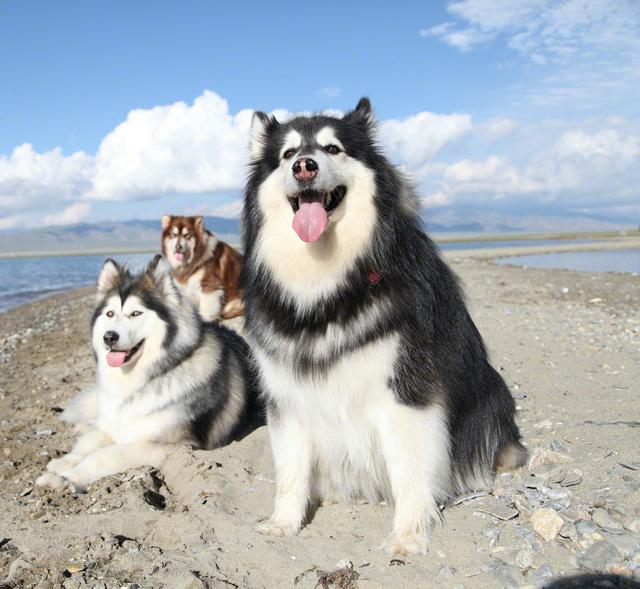 世界名犬价格:有什么常见的宠物犬的价格是比较昂贵的吗？