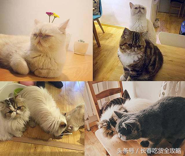 狗狗咖啡厅:狗狗咖啡厅创业计划书 为什么整个意大利都没有星巴克咖啡店？
