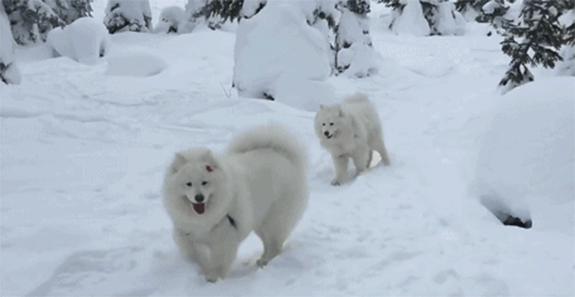 俄罗斯猎狼犬和苏格兰牧羊犬:俄罗斯猎狼犬和细犬 高加索猎狼犬与中亚牧羊犬什么区别？
