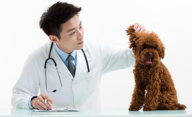 泰迪狗狗训练教程:如何训练泰迪犬乖乖吃饭？