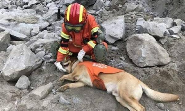 地震搜救犬全部处死搜救:到底该如何看待灾区搜救犬？