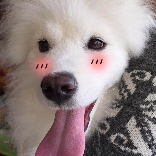 养萨摩耶吃什么:萨摩吃什么可以改善毛色？ 养萨摩耶不能吃什么