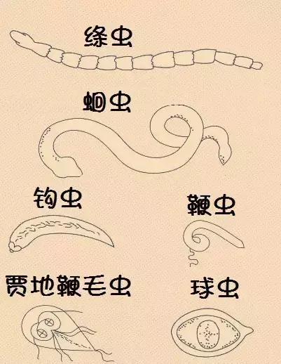 狗狗便血腥臭用什么药好:狗狗便血要给吃什么药 狗狗的大便中有血，该怎么办？