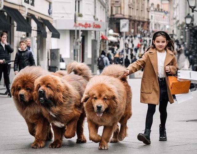 昆明犬虎斑犬串:在国外很火的“中国犬”有哪些？