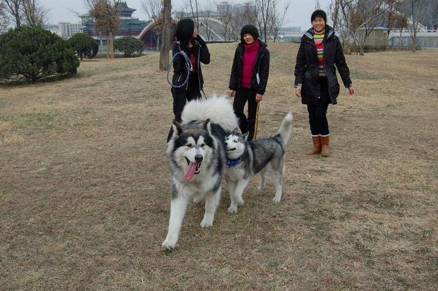 查理士王小猎犬图片小时候:你们的狗狗一般一天遛几次呢？一天两次正常吗？