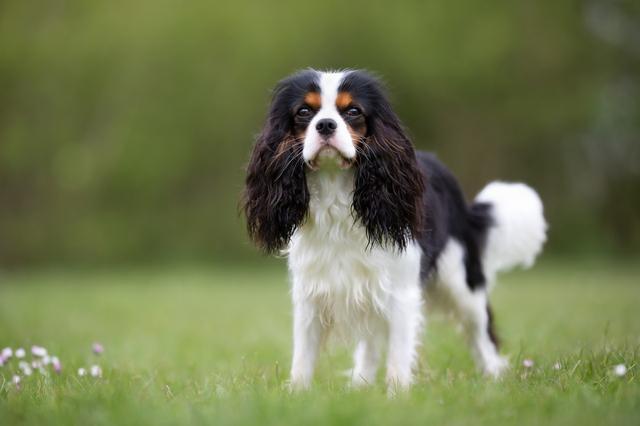 查理士王小猎犬图片小时候:你们的狗狗一般一天遛几次呢？一天两次正常吗？