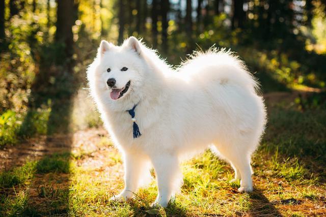 查理士王小猎犬图片小时候:你们的狗狗一般一天遛几次呢？一天两次正常吗？