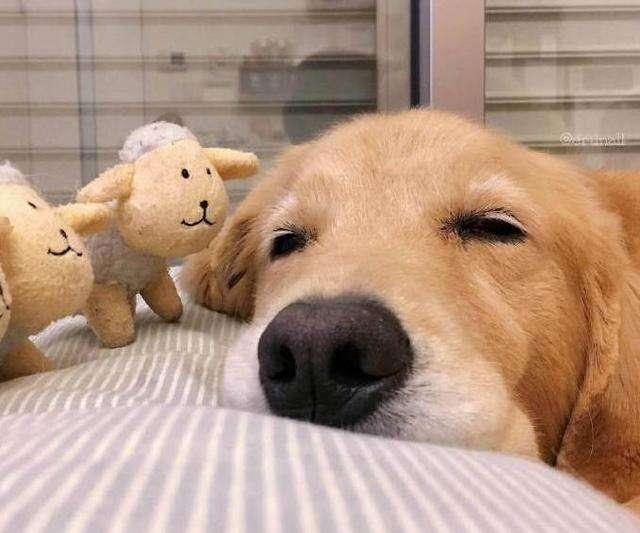 狗狗撒娇会用什么方式?-育儿网