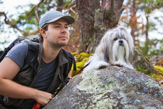 昆明犬虎斑犬串:在国外很火的“中国犬”有哪些？