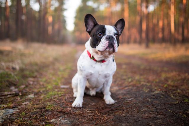 查理士王小猎犬图片小时候:你们的狗狗一般一天遛几次呢？一天两次正常吗？