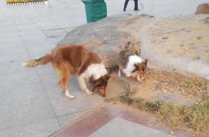 查理士王小猎犬图片小时候:你们的狗狗一般一天遛几次呢？一天两次正常吗？