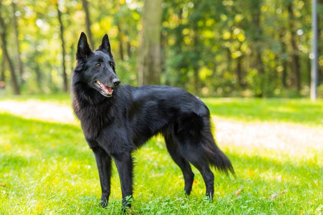 查理士王小猎犬图片小时候:你们的狗狗一般一天遛几次呢？一天两次正常吗？
