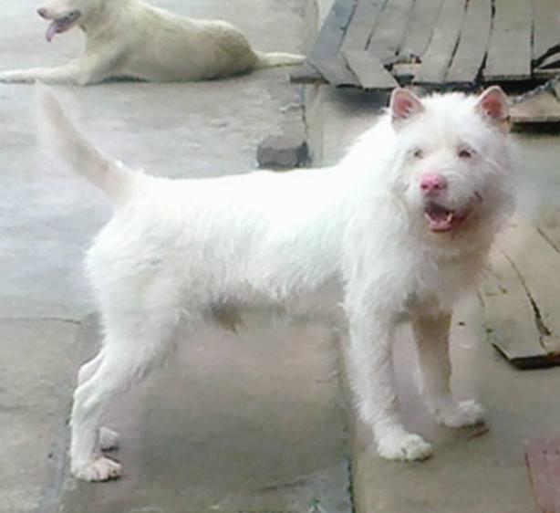 广东中国沙皮犬:中国本土还有哪些猛犬不输于藏獒？ 中国沙皮犬价格