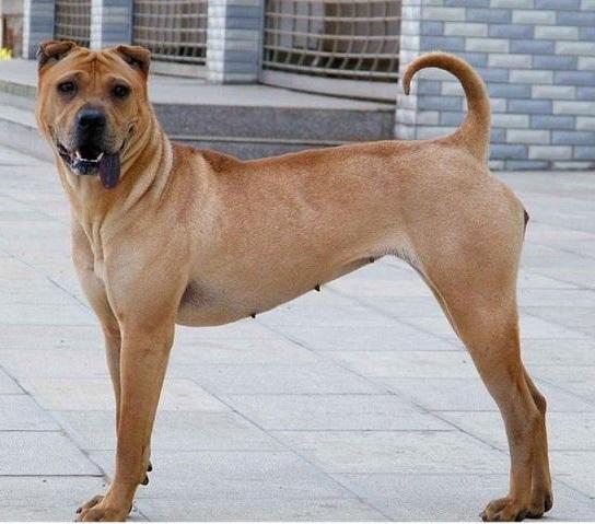 河北藏獒:中国本土还有哪些猛犬不输于藏獒？