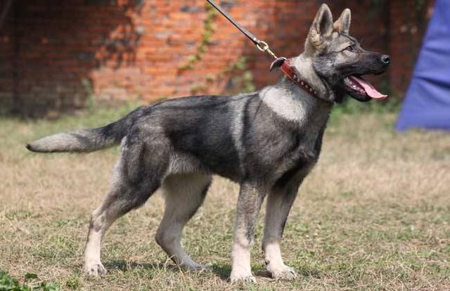 中国十大护卫犬排名榜:中国有哪些不输于外国的优秀犬种？