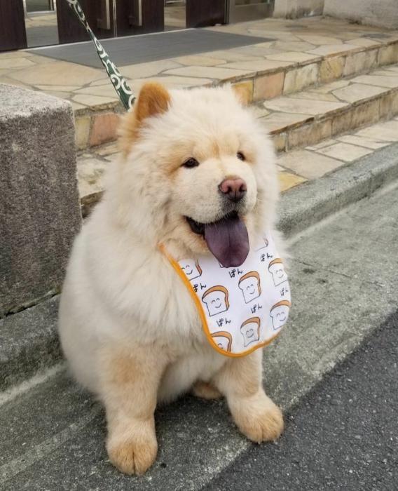 中国十大护卫犬排名榜:中国有哪些不输于外国的优秀犬种？