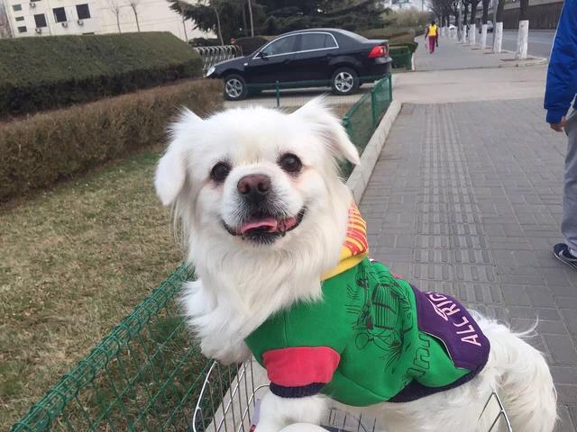 中国十大护卫犬排名榜:中国有哪些不输于外国的优秀犬种？