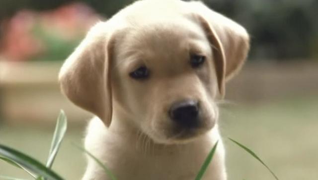 色狗狗电影:除了一条狗的使命、忠犬八公，还有哪些好看的主角是狗狗的电影？