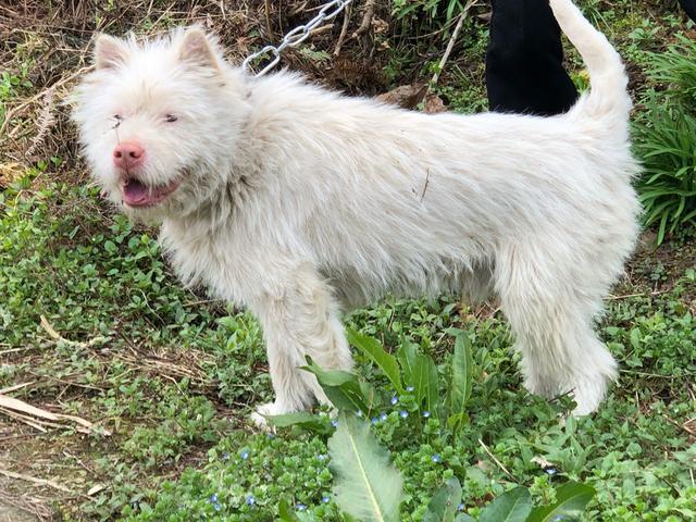 中国十大护卫犬排名榜:中国有哪些不输于外国的优秀犬种？